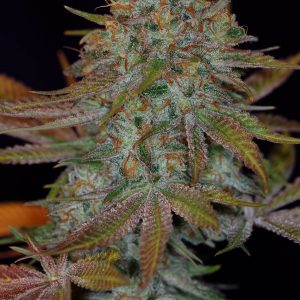 Dawggone Sour Regular Seeds