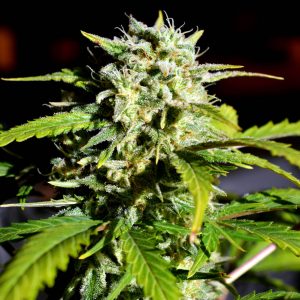 Super Lemon Haze Feminised Seeds