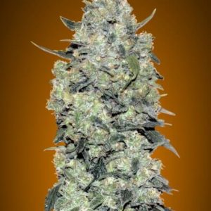 Critical Mass Auto Feminised Seeds