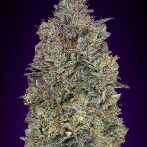 Critical Purple Kush Feminised Seeds