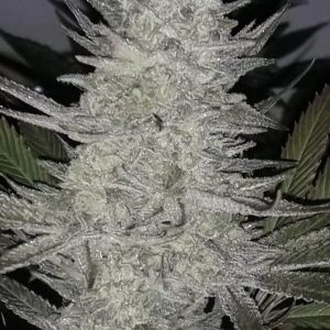 Pineapple Dynamite Limited Edition Regular Seeds