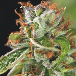 Double OG Haze Feminised Seeds