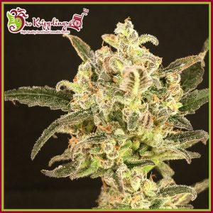 Dolly Kush Feminised Seeds