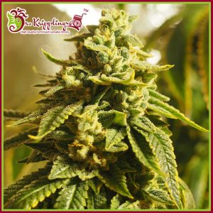 Glue Kripple Feminised Seeds