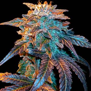 Gelato Auto Feminised Seeds