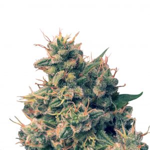Guawi Regular Seeds