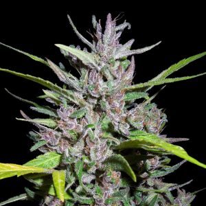 Honduras x Panama Feminised Seeds