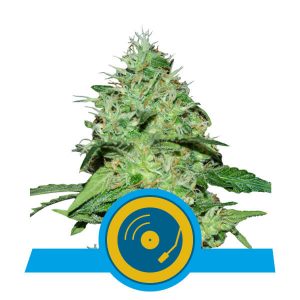 Joanne's CBD Feminised Seeds