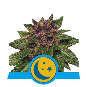 Purplematic CBD Auto Feminised Seeds