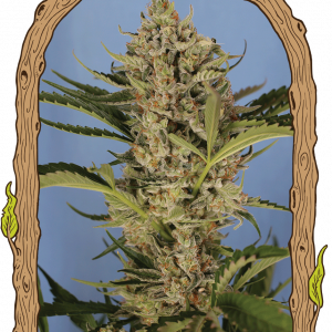 Herz OG Auto Feminised Seeds