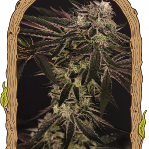 Purple Shot Feminised Seeds