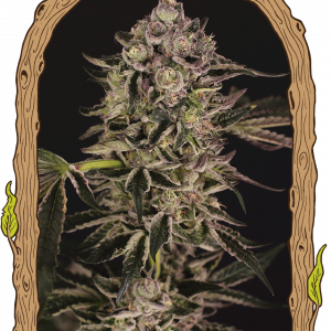 Quick Sherbet Feminised Seeds