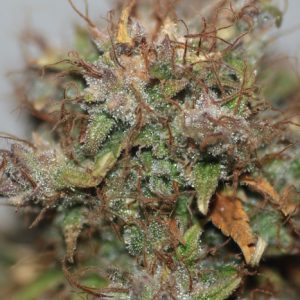 L.A. OG Kush Feminised Seeds - BULK x 100