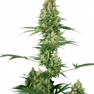 Silver Fire Feminised Seeds