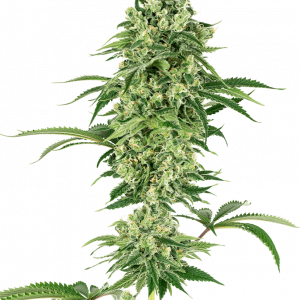 Nicole Hindu Kush Feminised Seeds