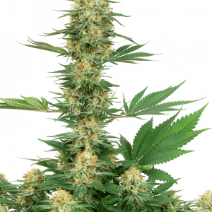 Gelato #420 Feminised Seeds