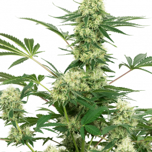 Wedding Cheesecake Feminised Seeds