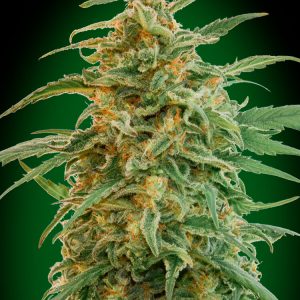 Gorilla Auto Feminised Seeds
