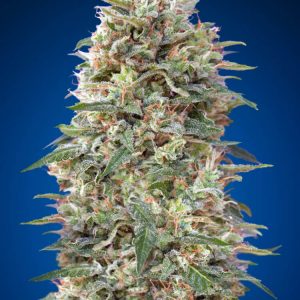 California Kush Feminised Seeds
