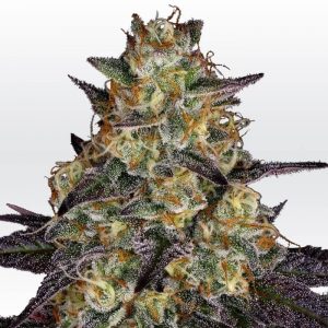 El Dorado OG Feminised Seeds