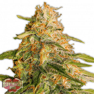 Tropic Punch Feminised Seeds