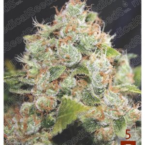 BCN Sour Diesel Feminised Seeds