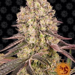 Runtz Muffin Feminised Seeds