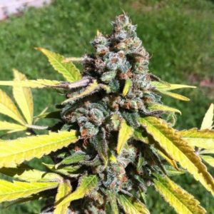 AK Auto Feminised Seeds - Bulk x 100