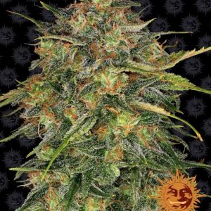 Cheese Feminised Seeds