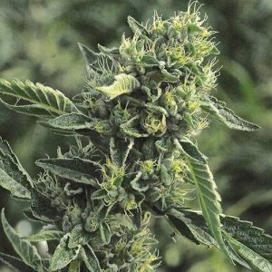 DC Cure 1:1 CBD Auto Feminised Seeds