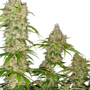 Banana Kush Cake Feminised Seeds