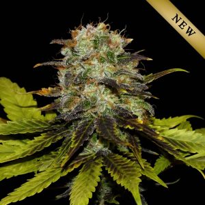 Persian Prince Feminised Seeds