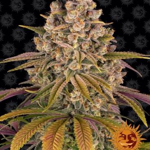 Lemon Tree Feminised Seeds