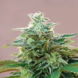 Kannabia CBDV Auto Feminised Seed
