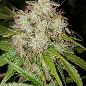 Deluxe Orange Feminised Seeds