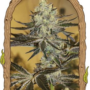 Malasaña Gelato Feminised Seeds