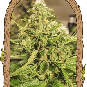 Exotic Pure CBG Feminised Seeds