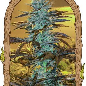 Purple Monkey Auto Feminised Seeds