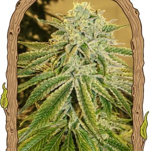 White Banana Auto Feminised Seeds