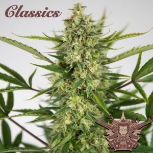 Buddha Classics AK Auto Feminised
