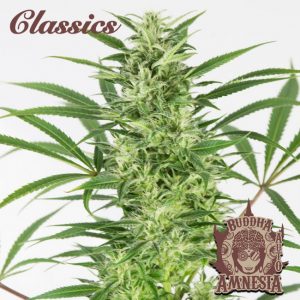 Buddha Classics Amnesia Auto Feminised Seeds