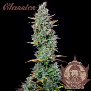 Buddha Classics Critical Auto Feminised Seeds