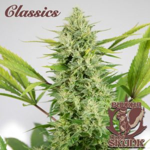 Buddha Classics Skunk Auto Feminised Seeds