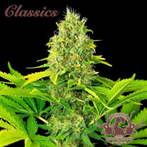 Buddha Classics White Widow Auto Feminised Seeds