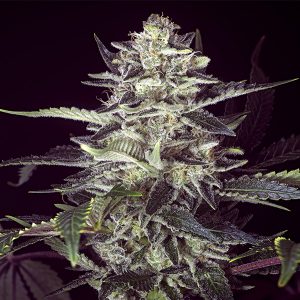 Brain Stroke Auto Feminised Seeds