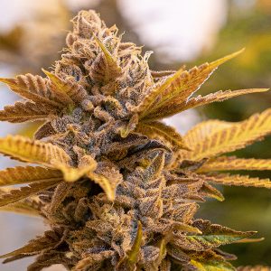 Alien Candy Kush FAST Feminised Seeds
