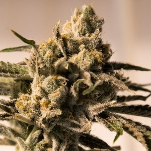 Cherry Pie FAST Feminised Seeds