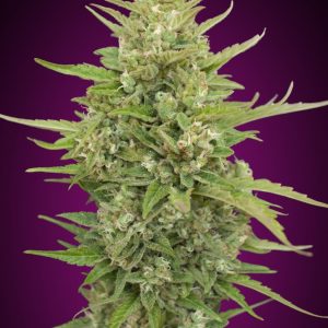 Super Skunk Auto Feminised Seeds