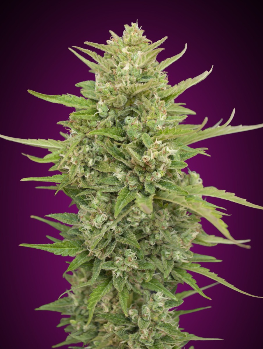 Super Skunk Auto Feminised Seeds