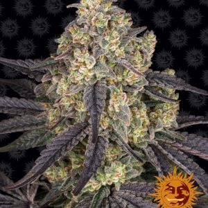 Kush Mintz Feminised Seeds